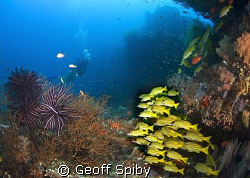 a reefscene in N Male atoll by Geoff Spiby 